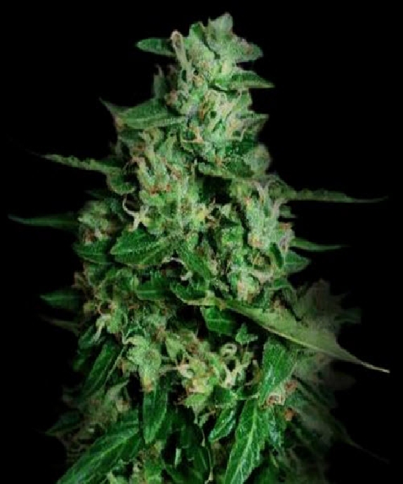 Northern Delights Auto Cannabis Seeds