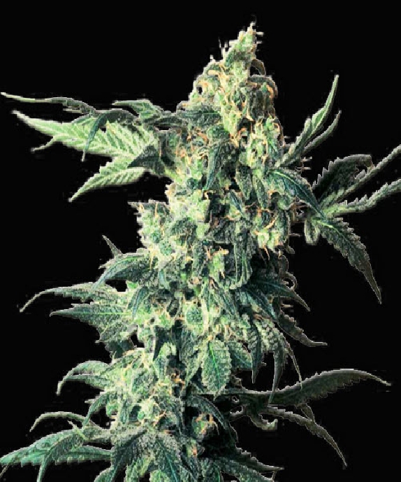 Northern VIP Cannabis Seeds