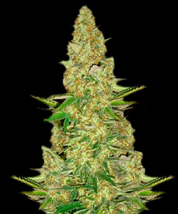 Power VIP Cannabis Seeds