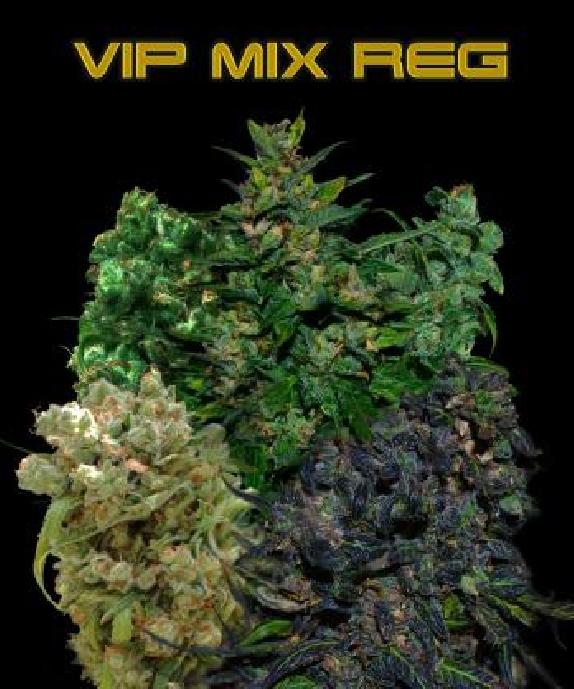 Regular Mix Cannabis Seeds