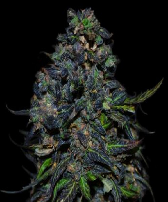 Taison Auto Cannabis Seeds