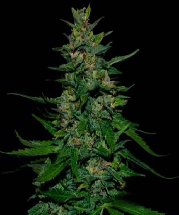 Timanfaya Auto Cannabis Seeds