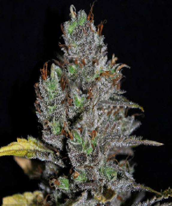 Viagrra Cannabis Seeds
