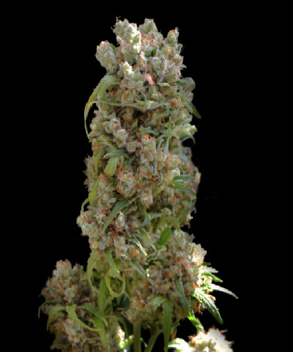 White Spanish Cannabis Seeds