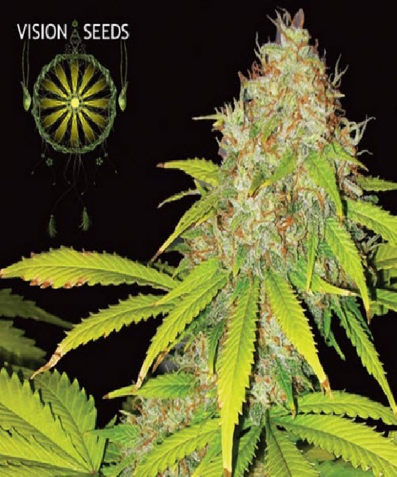 AK 49 Cannabis Seeds