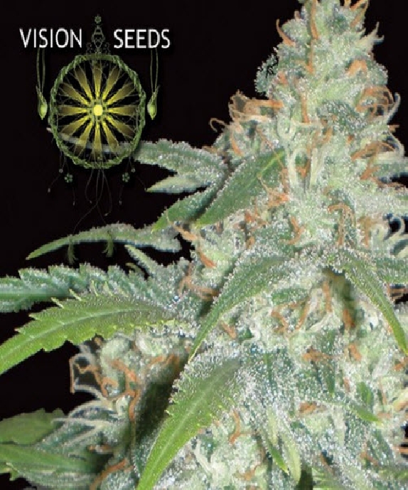 Amnesia Cannabis Seeds