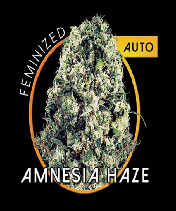 Amnesia Haze Auto Cannabis Seeds