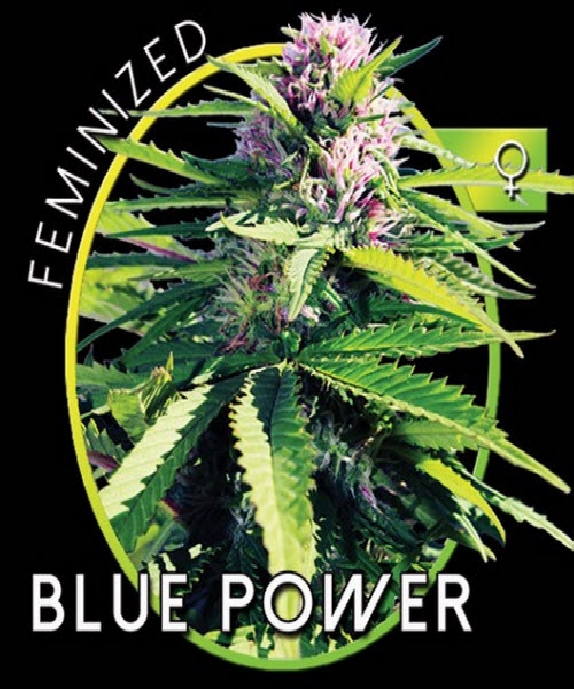Blue Power Cannabis Seeds