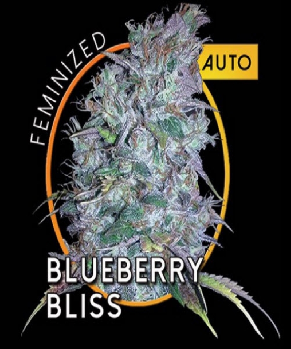 Blueberry Bliss Auto Cannabis Seeds