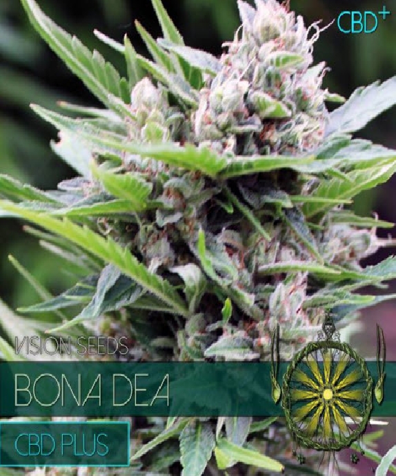 Bona Dea CBD+ Cannabis Seeds