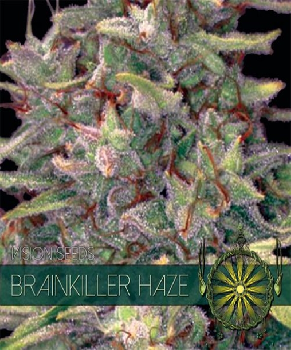 Brainkiller Haze Cannabis Seeds