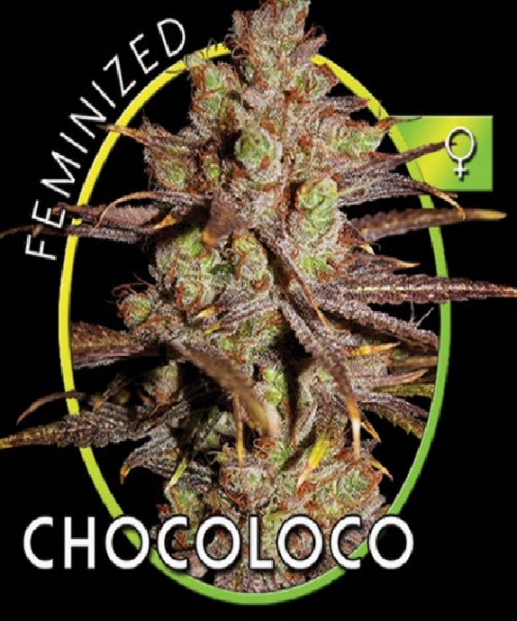 Choco Bud Cannabis Seeds