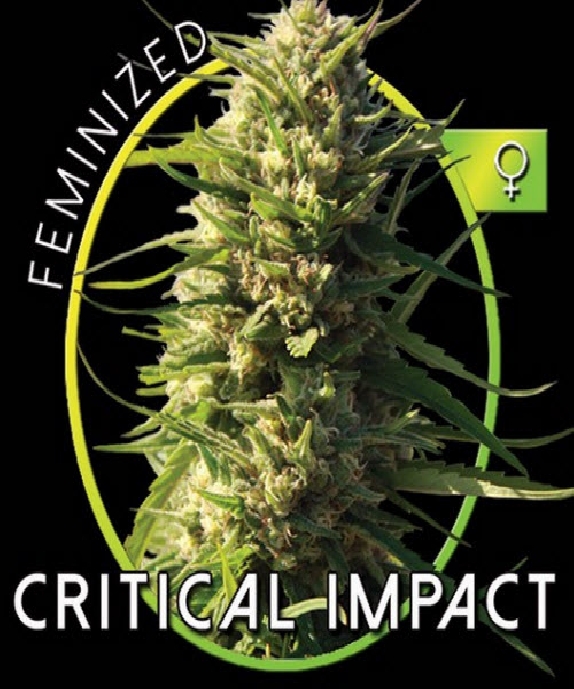 Critical Impact Cannabis Seeds
