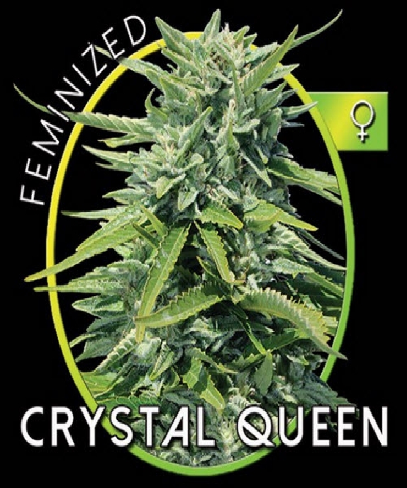Crystal Queen Cannabis Seeds