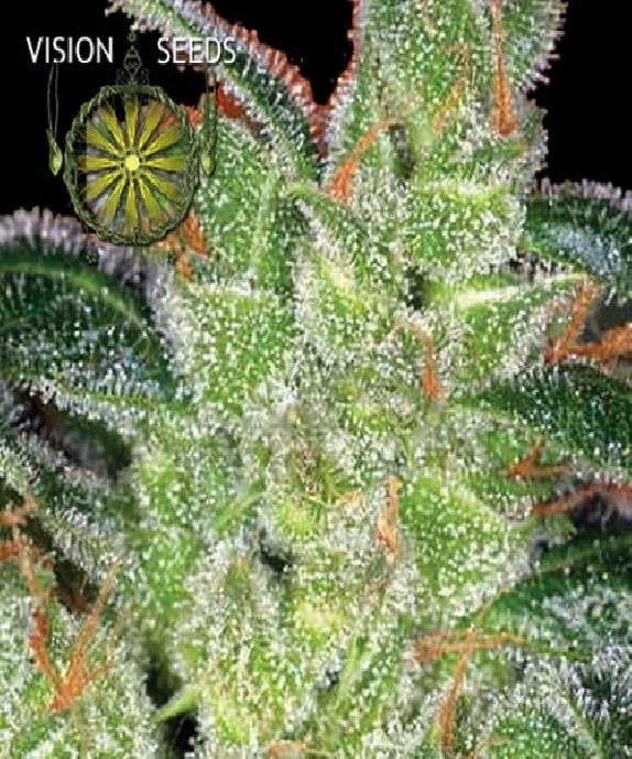 Goudas Grass Cannabis Seeds