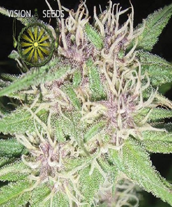 Jack Herer Cannabis Seeds