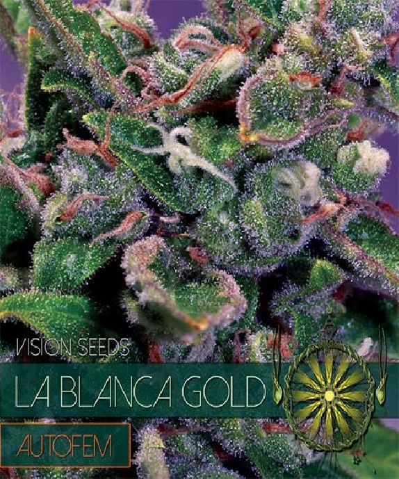 La Blanca Gold Auto Cannabis Seeds