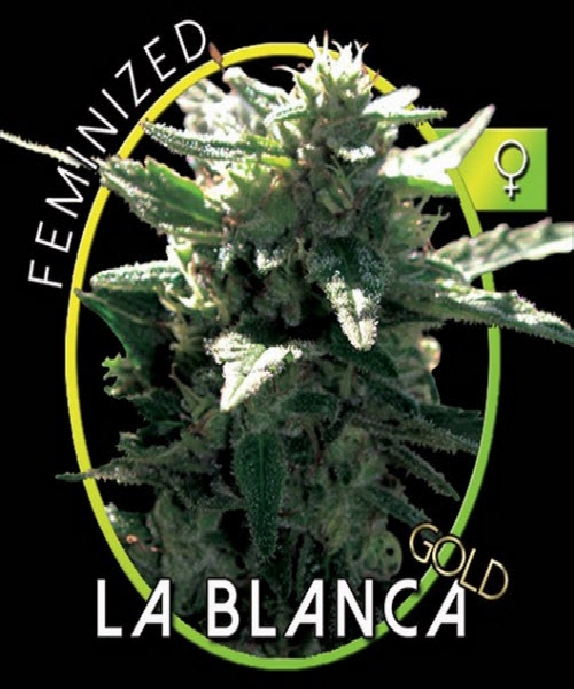 La Blanca Gold Cannabis Seeds
