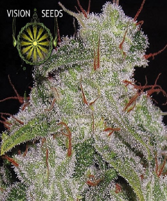 Northern Lights Auto Cannabis Seeds