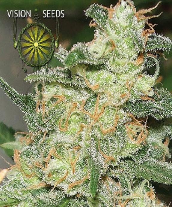 Russian Snow Cannabis Seeds