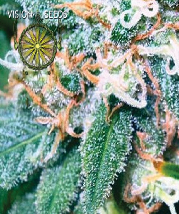 Super Skunk Cannabis Seeds