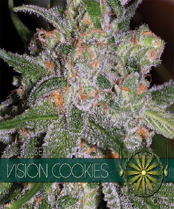 Vision Cookies Cannabis Seeds