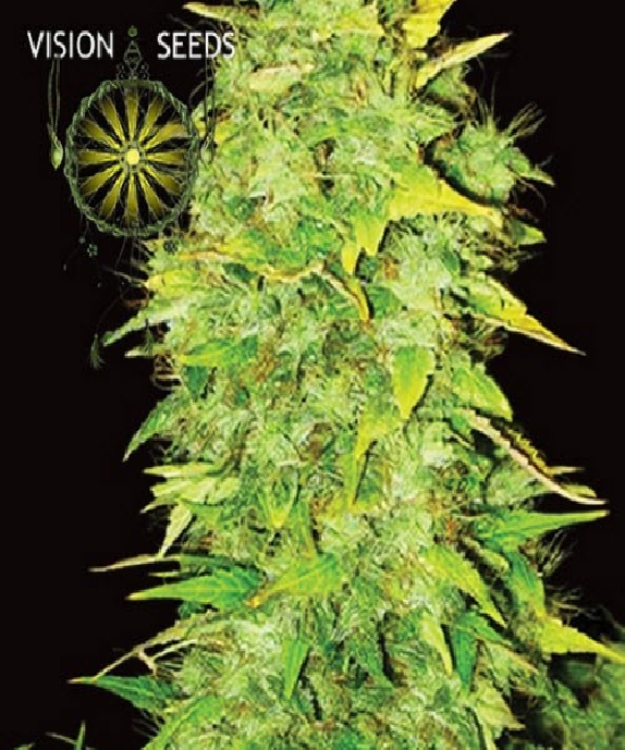 White Widow Auto Cannabis Seeds