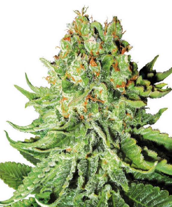 Northern Lights Automatic Cannabis Seeds