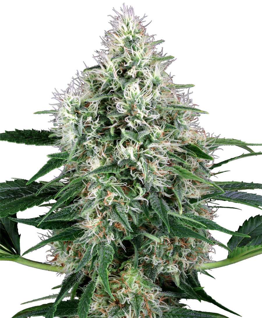 Power Plant Auto Cannabis Seeds