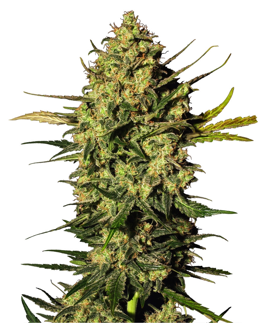 Master Kush Auto Cannabis Seeds