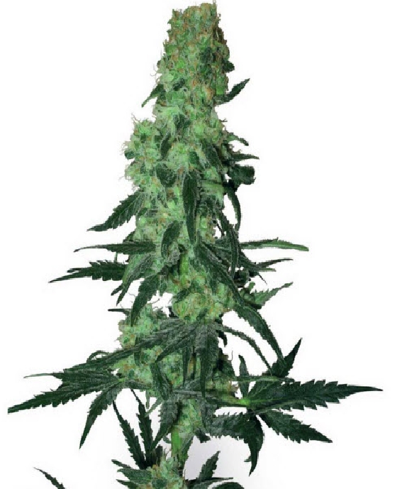 Amnesia White Cannabis Seeds