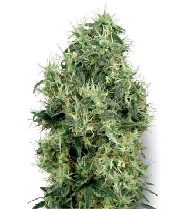 Bleu Berries (White Gold) Cannabis Seeds