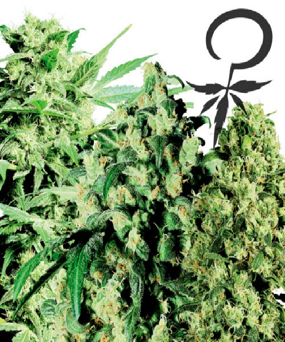 Female Mix Cannabis Seeds