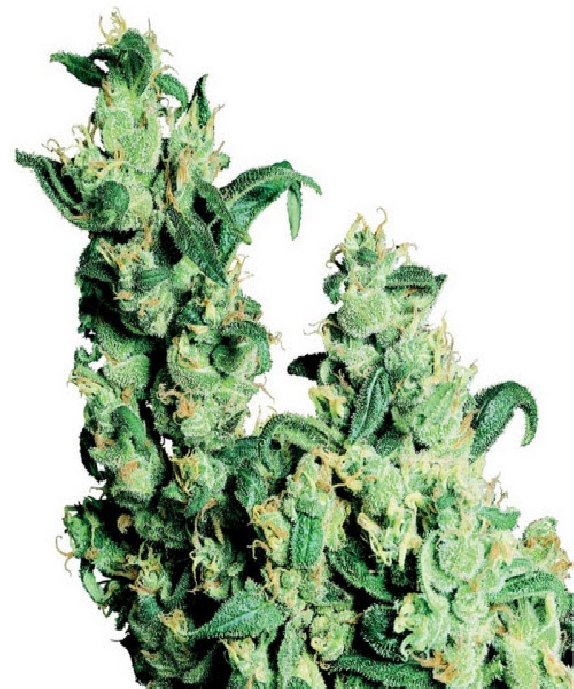 Jack Herer Cannabis Seeds