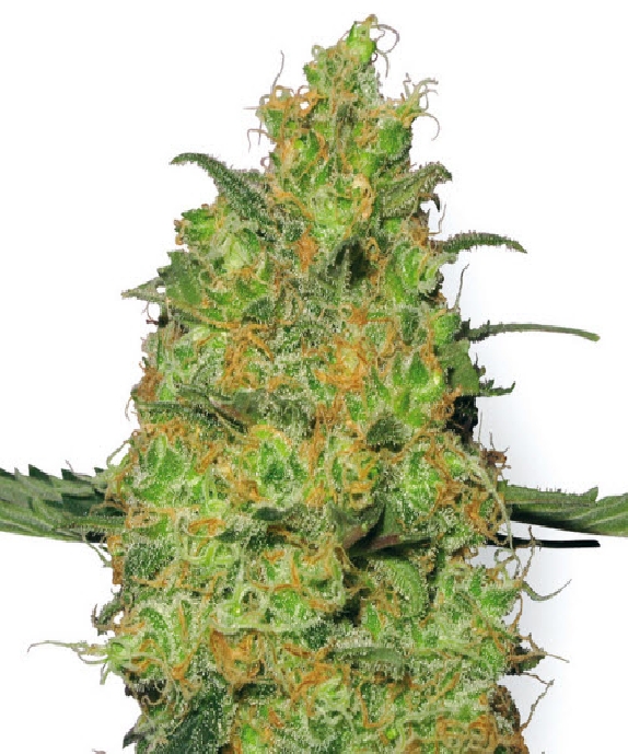 Master Kush Cannabis Seeds