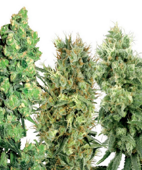 White Label Mix Cannabis Seeds