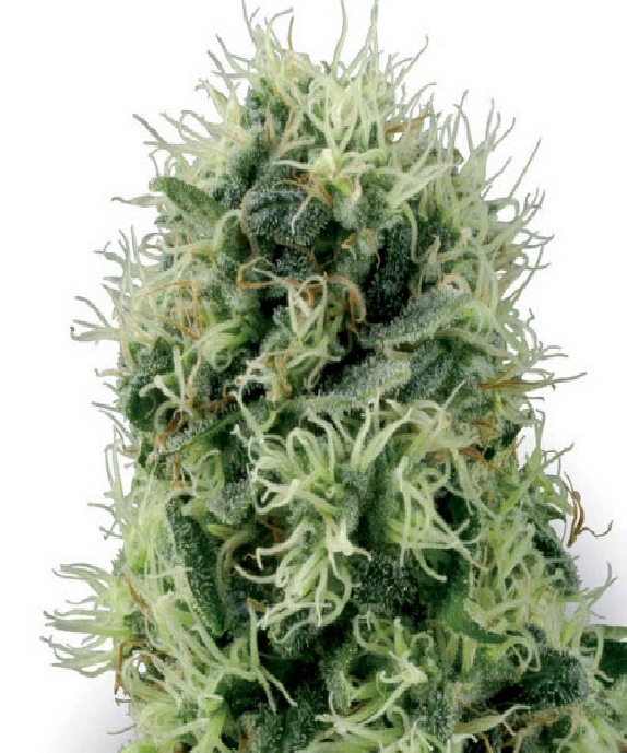 Pure Power Plant Cannabis Seeds