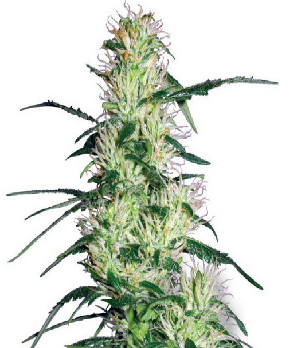 Purple Haze Cannabis Seeds