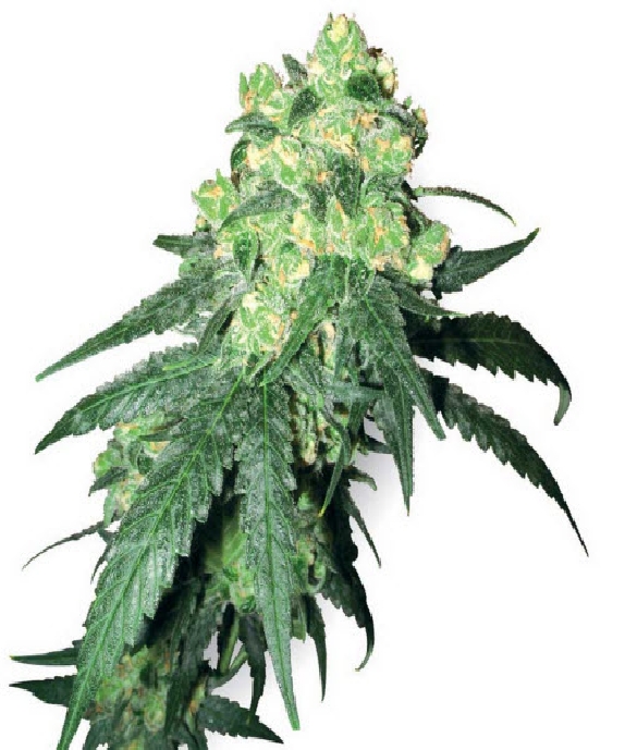 Rhino Cannabis Seeds