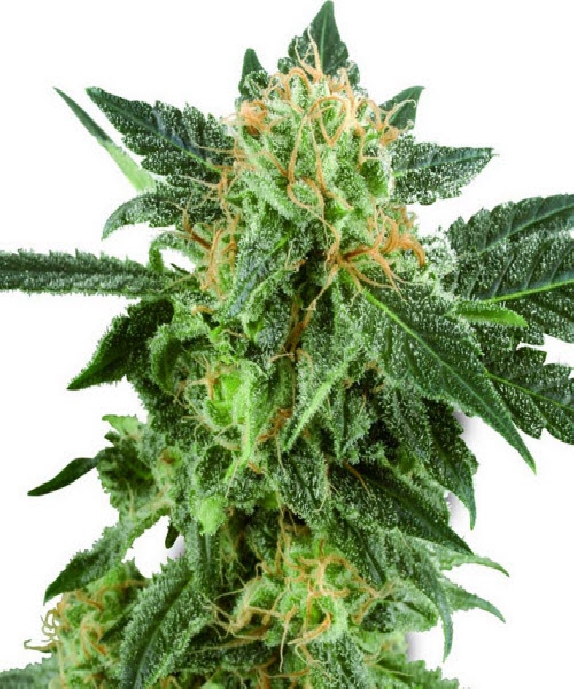 Snow Ryder Cannabis Seeds