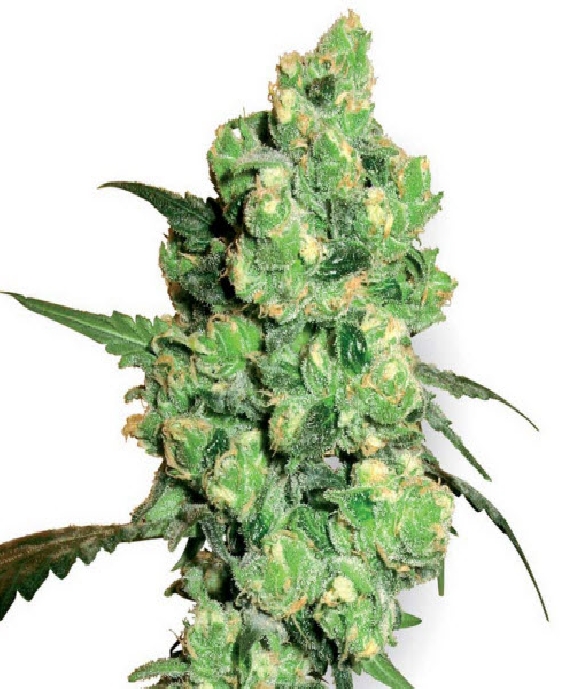 Super Skunk Feminised Cannabis Seeds