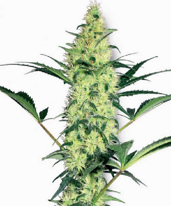 White Diesel Cannabis Seeds