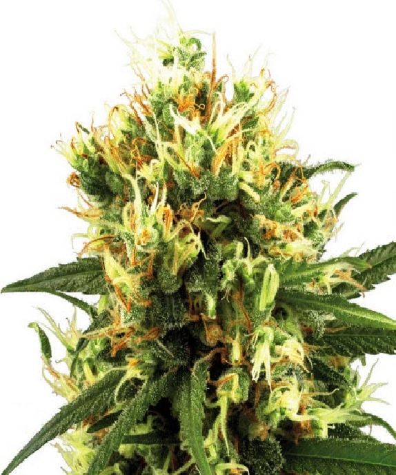 White Haze Cannabis Seeds