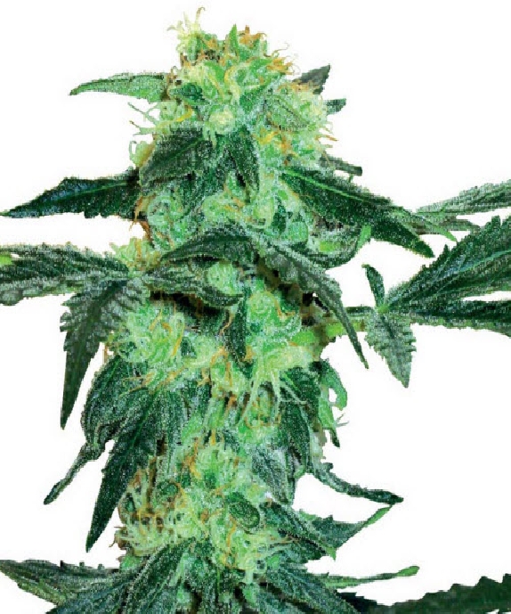 White Ice Feminised Cannabis Seeds