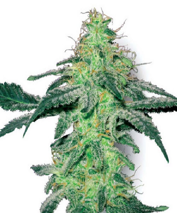 White Skunk Feminised Cannabis Seeds