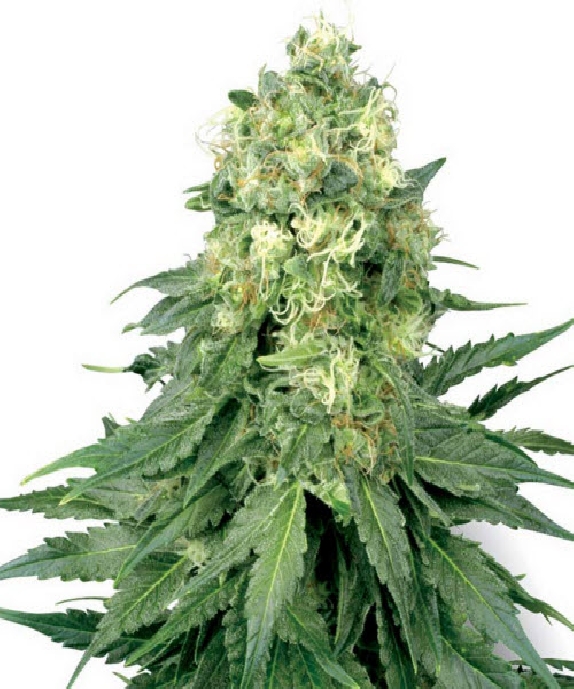 White Widow Cannabis Seeds