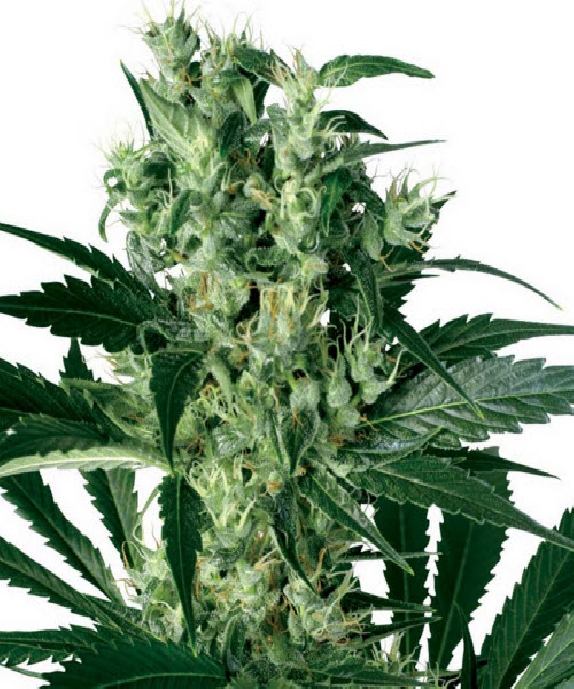 X Haze Cannabis Seeds