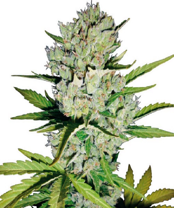 Super Skunk Automatic Cannabis Seeds