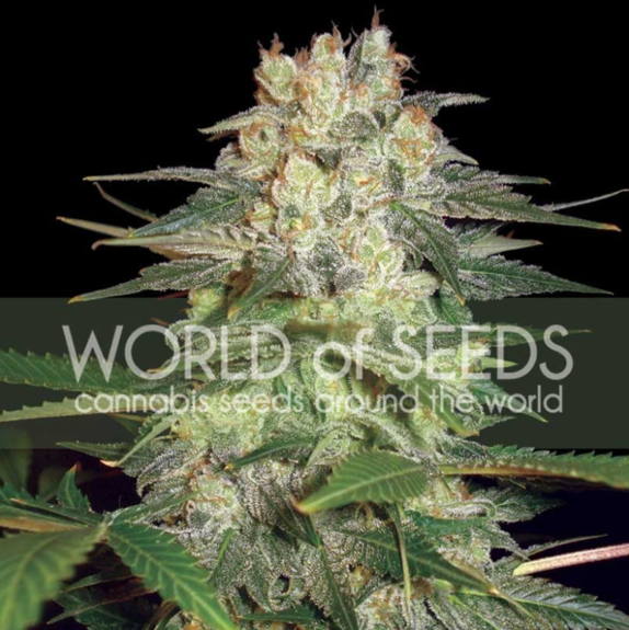 Afghan Kush Ryder Auto Feminised Cannabis Seeds