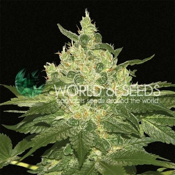 Afghan Kush Cannabis Seeds